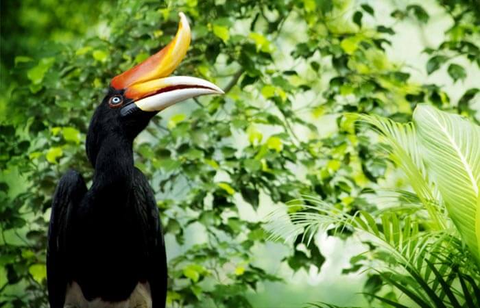 Sarawak - Explore land of the Hornbills
