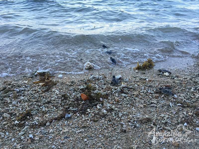 sea turtles back to the sea at libaran island sabah