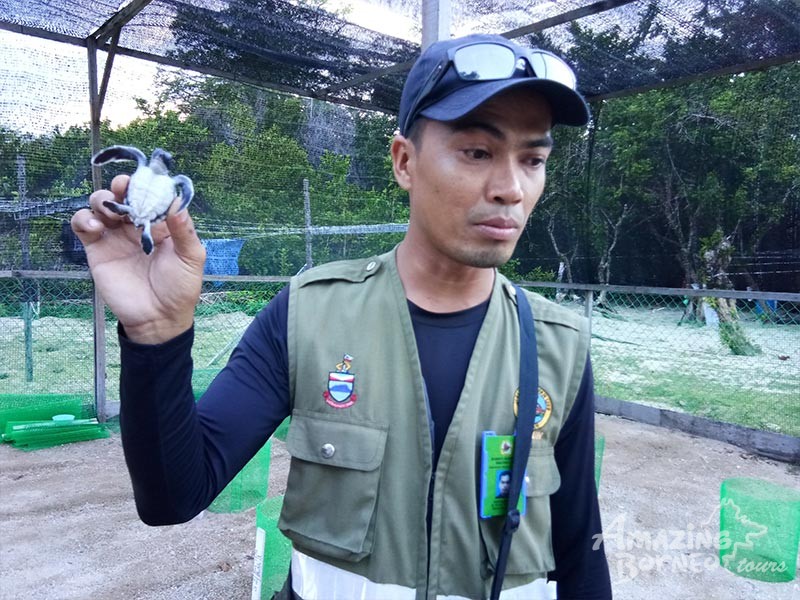 The ranger with turtle at libaran island sabah