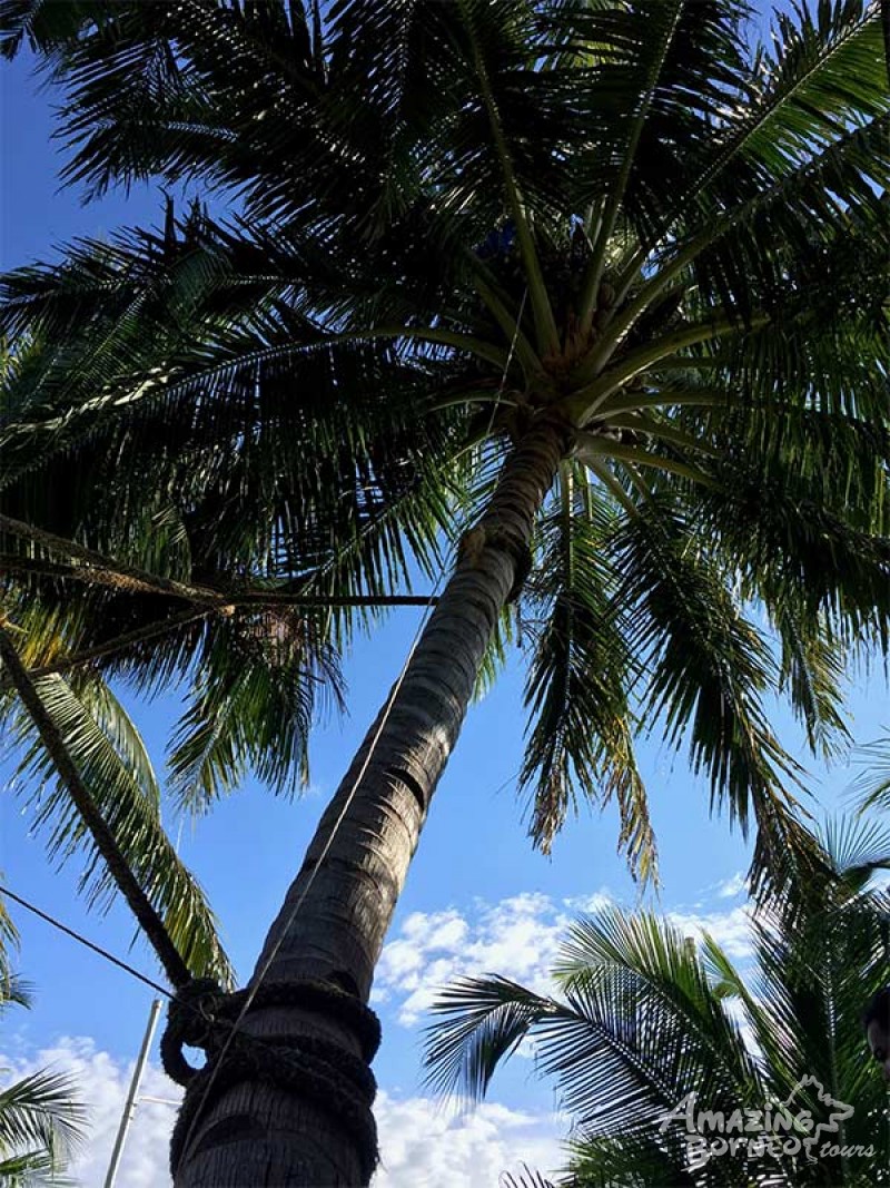 a man on coconut tree at sabah