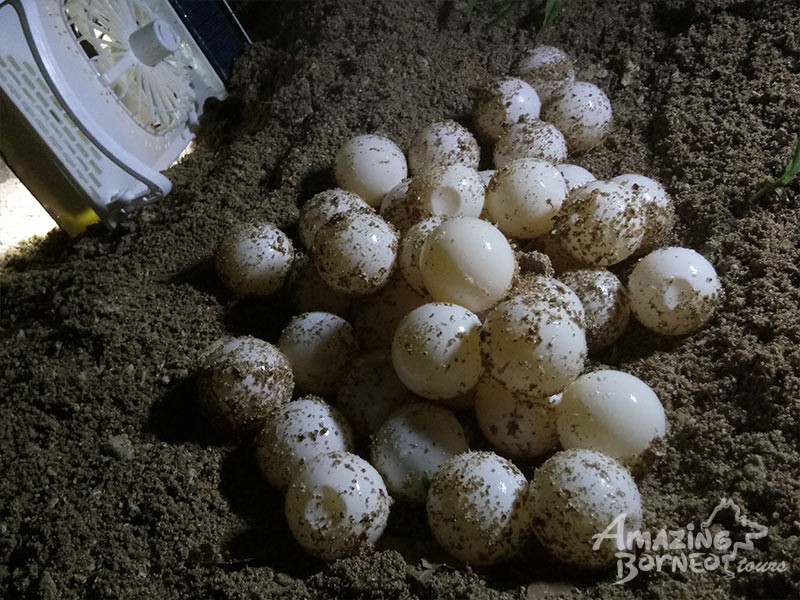 turtle eggs at sabah