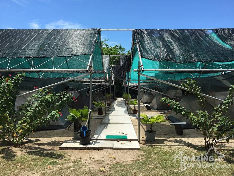 glamping spacious tent at Sabah