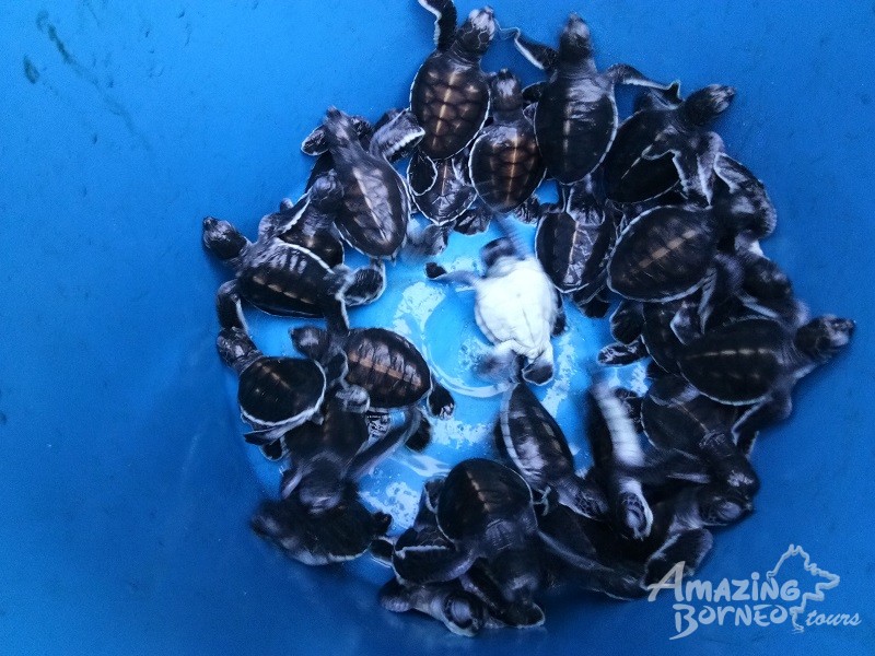 turtle hatchlings at libaran island sabah