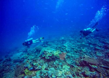 SeaTango's Ballroom - A newly discovered dive site in Sabah!