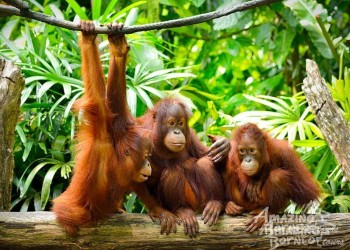 Wildlife Spotting in Borneo – How to See More!