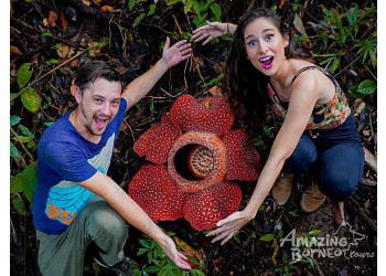 Hunting the world’s largest flower with Dear Alyne