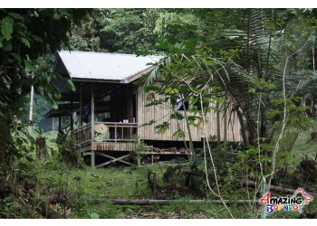 Borneo Jungle Trekking - "Survival Camp"