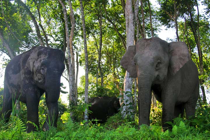 2박3일 ABAI KINABATANGAN WETLANDS RESORT	(산다칸)