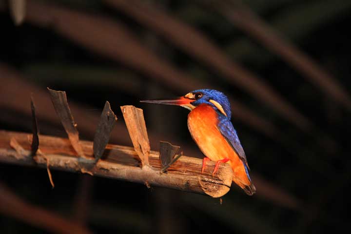 2박3일 ABAI KINABATANGAN WETLANDS RESORT (산다칸)