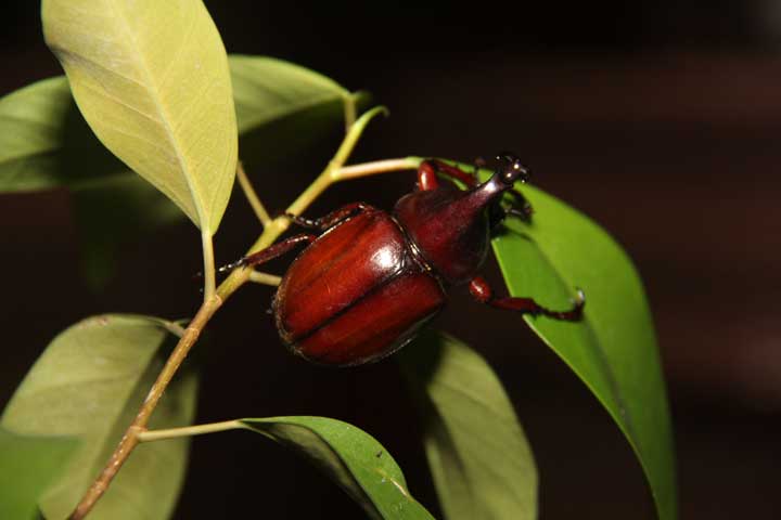 2박3일 ABAI KINABATANGAN WETLANDS RESORT (산다칸)