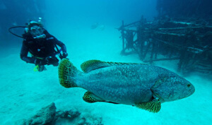Diving