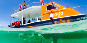 Diving Picture