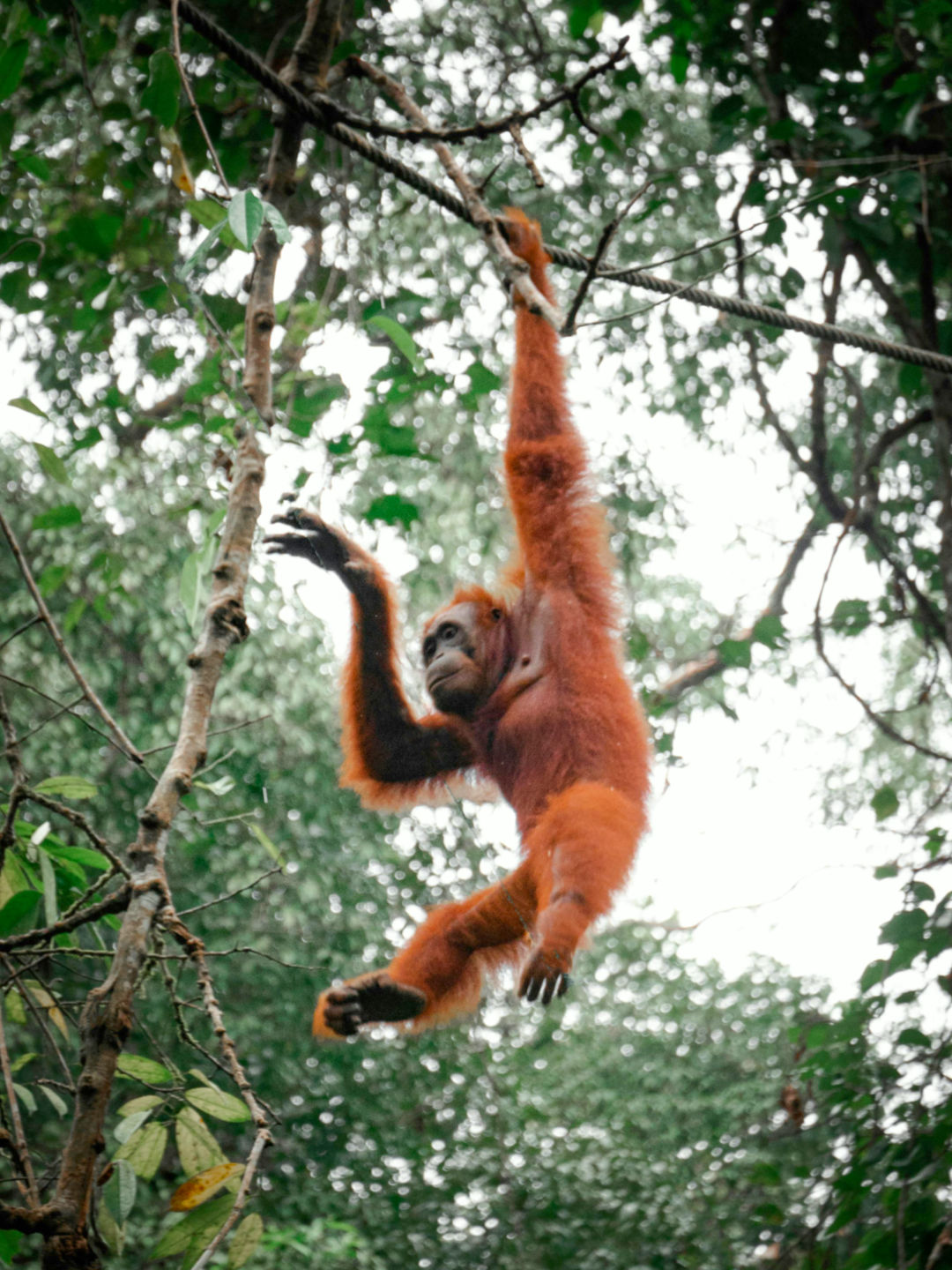 Orangutan in the wild - Borneo