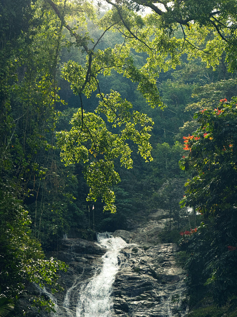 Cameron Highlands Nature - Peninsular Malaysia