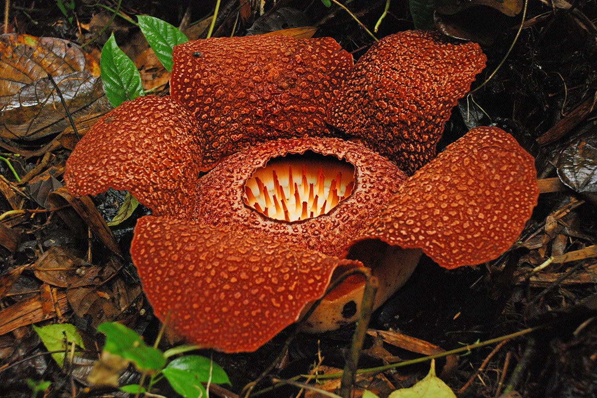 Kinabalu Park Sabah