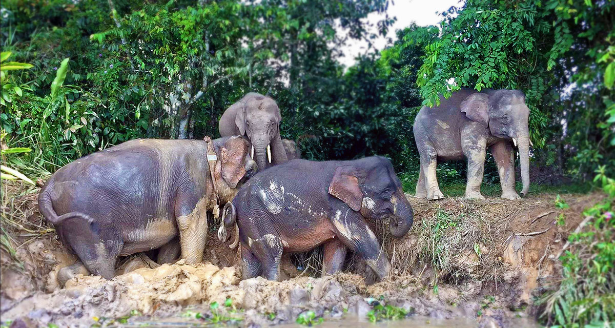 Kinabatangan River Sukau Bilit