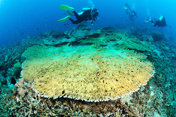 Sipadan Island Sabah