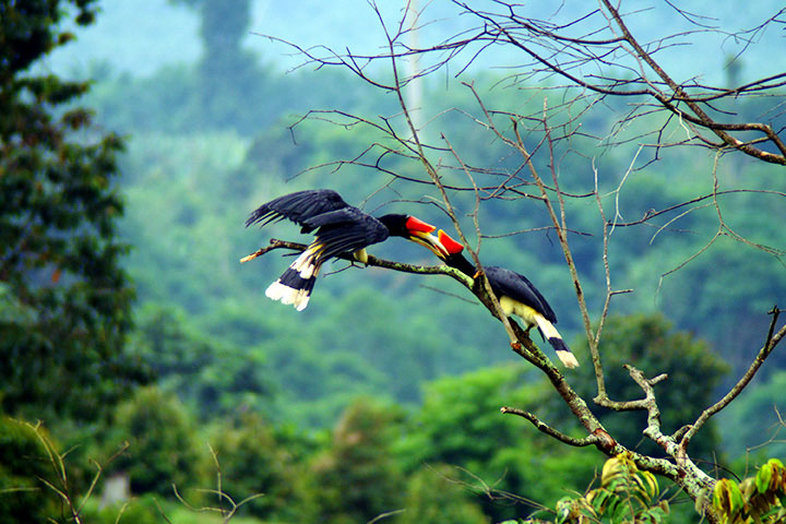 Tabin Wildlife Reserve Sabah