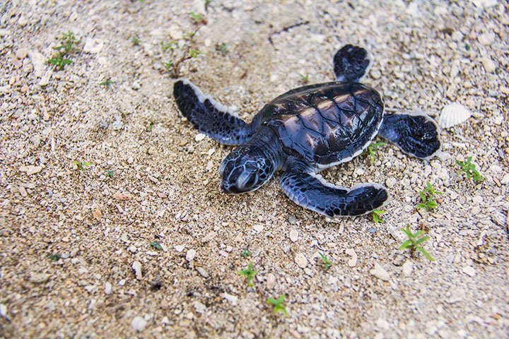 Turtle Islands (Selingan/Libaran) Sabah