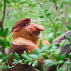 Borneo Wildlife