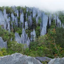 Mulu Pinnacles