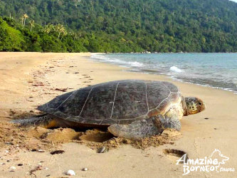 Tanjung Datu