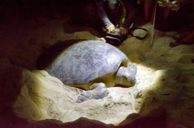 Turtle Island