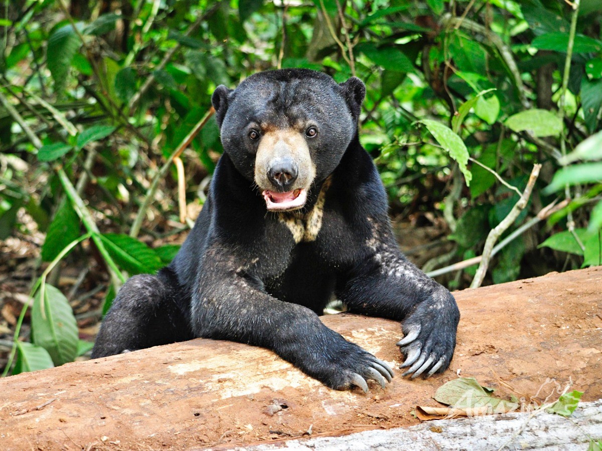 The Top 7 Wildlife in Borneo You Need to See Once It's Good to Travel again  (2020) | Travelogue - Amazing Borneo Tours