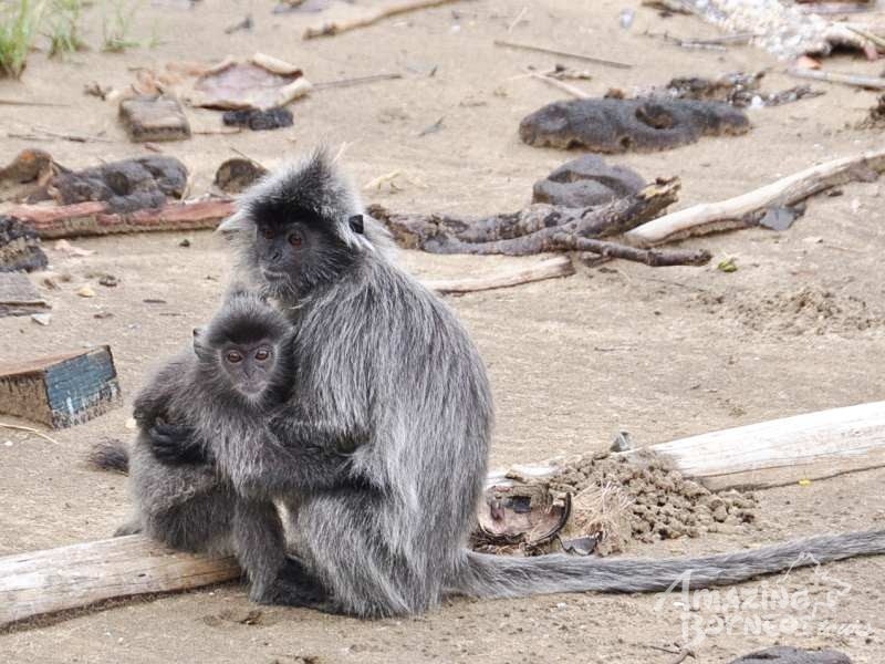 Bako National Park Tour - Amazing Borneo Tours