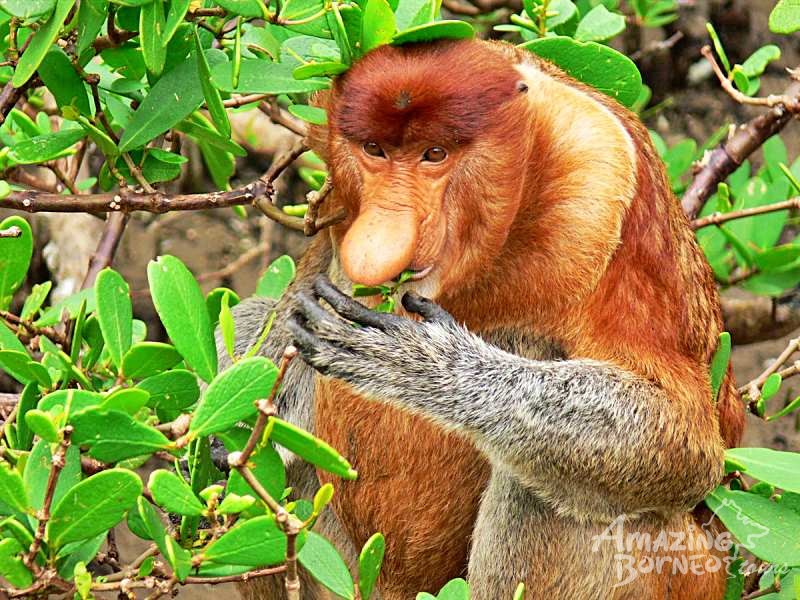 Bako National Park Tour - Amazing Borneo Tours