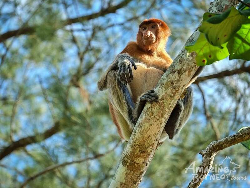 2D1N Bako National Park Wildlife Experience - Amazing Borneo Tours