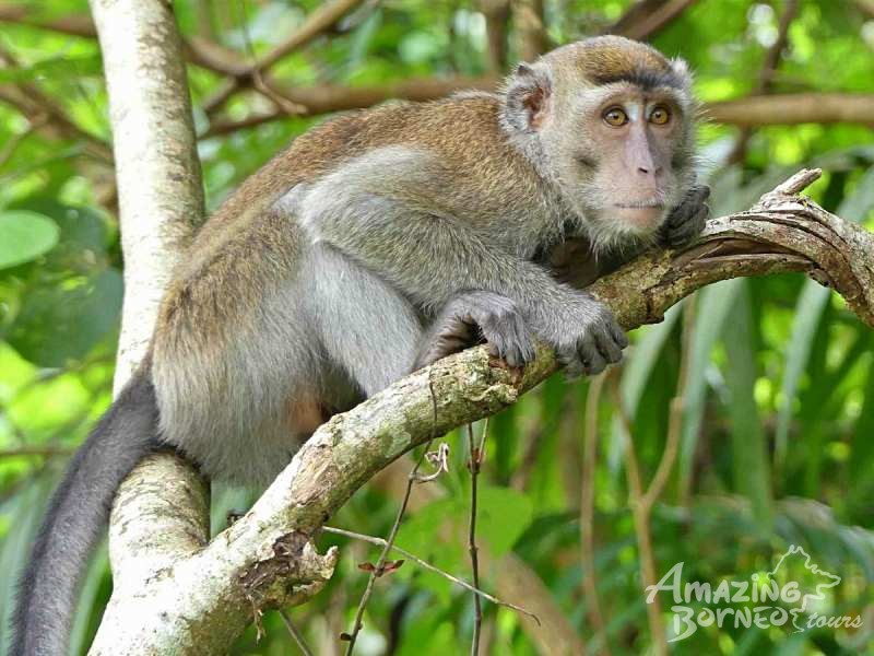 2D1N Bako National Park Wildlife Experience - Amazing Borneo Tours