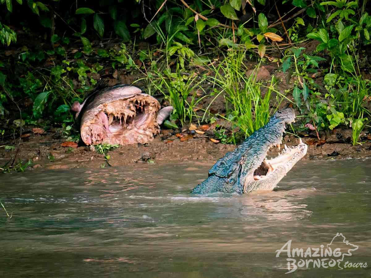 A Journey Through Sabah - 10 Days - Amazing Borneo Tours