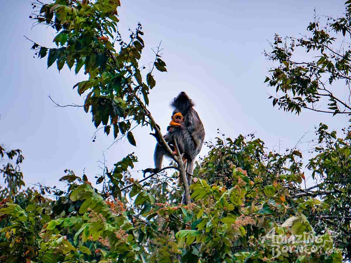 A Journey Through Sabah - 10 Days - Amazing Borneo Tours
