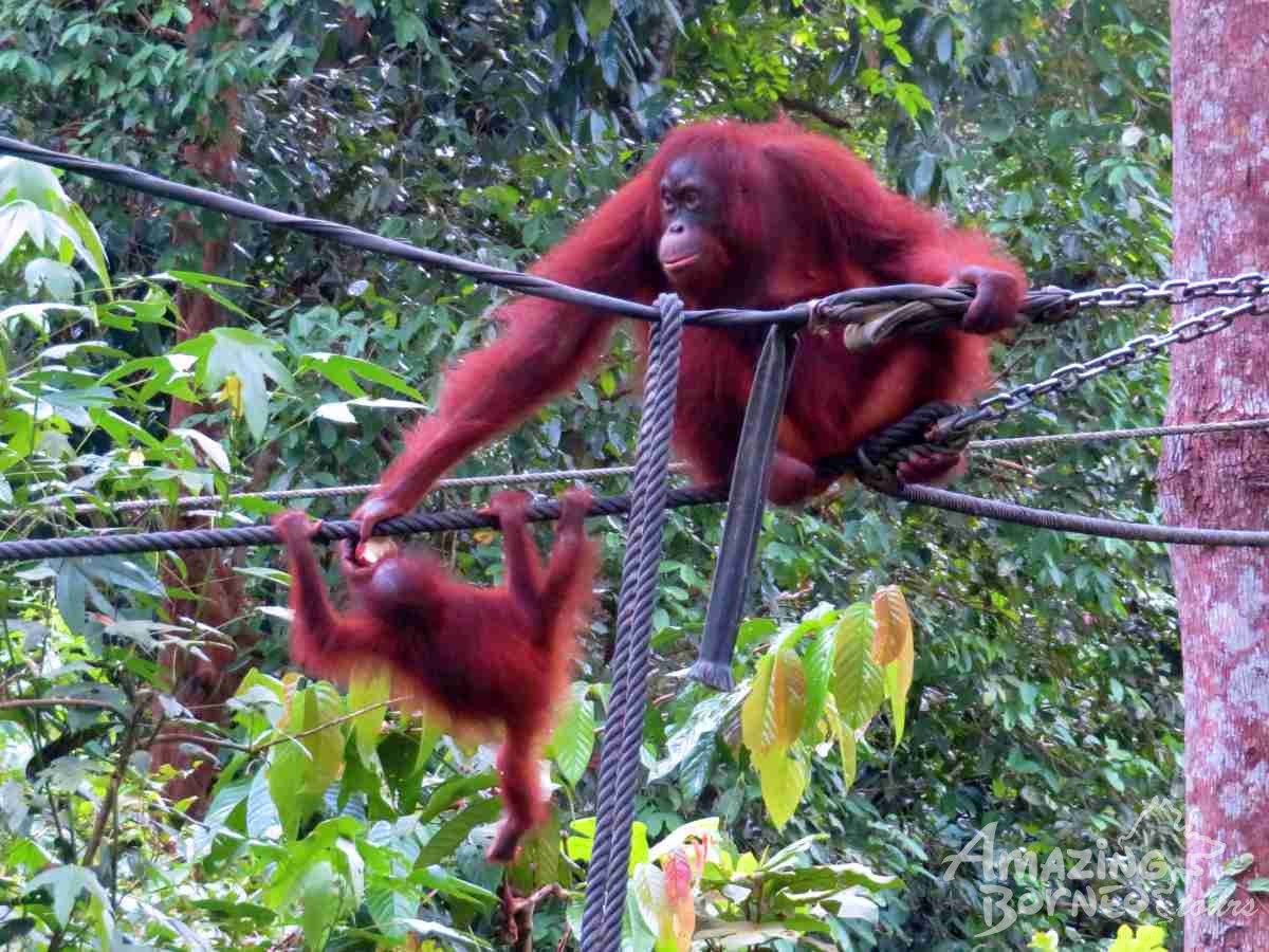 A Journey Through Sabah - 10 Days - Amazing Borneo Tours