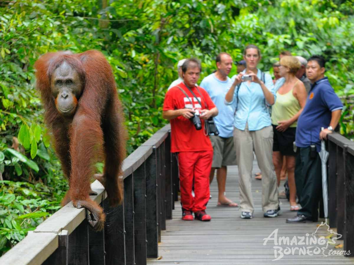 A Journey Through Sabah - 10 Days - Amazing Borneo Tours