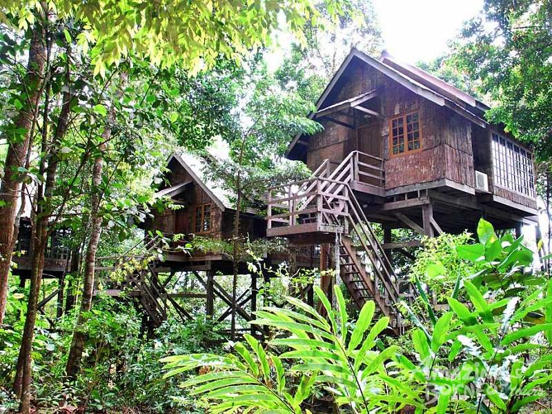 Wildlife of Sarawak- 7 Days  - Amazing Borneo Tours