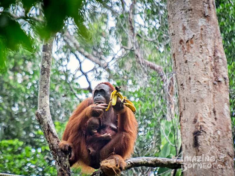 Wildlife of Sarawak- 7 Days  - Amazing Borneo Tours