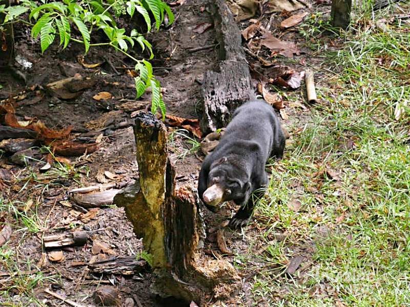 Wildlife of Sarawak- 7 Days  - Amazing Borneo Tours