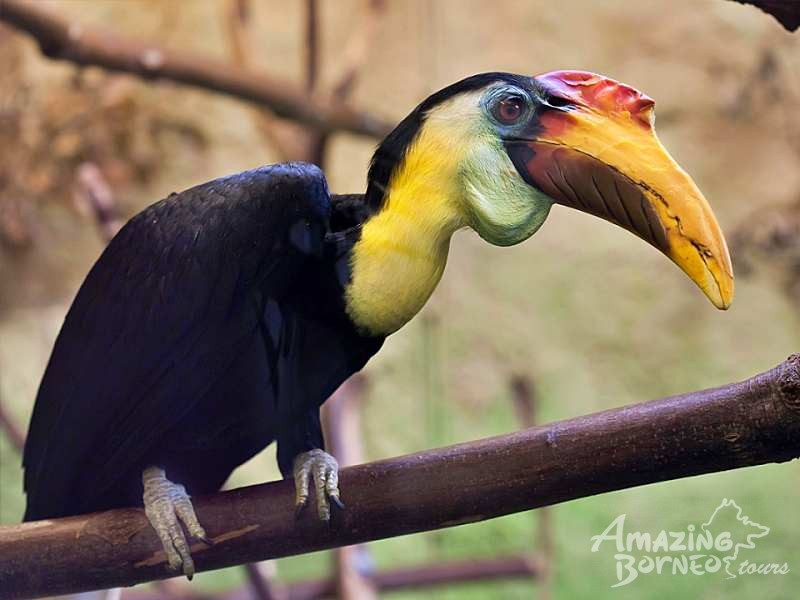 Wildlife of Sarawak- 7 Days  - Amazing Borneo Tours