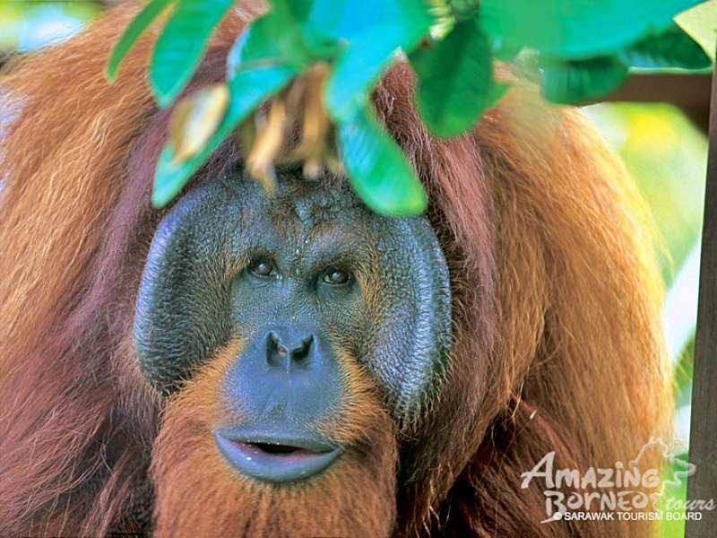Wildlife of Sarawak- 7 Days  - Amazing Borneo Tours