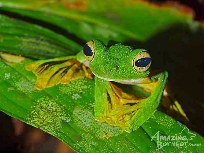 Wildlife of Sarawak- 7 Days  - Amazing Borneo Tours