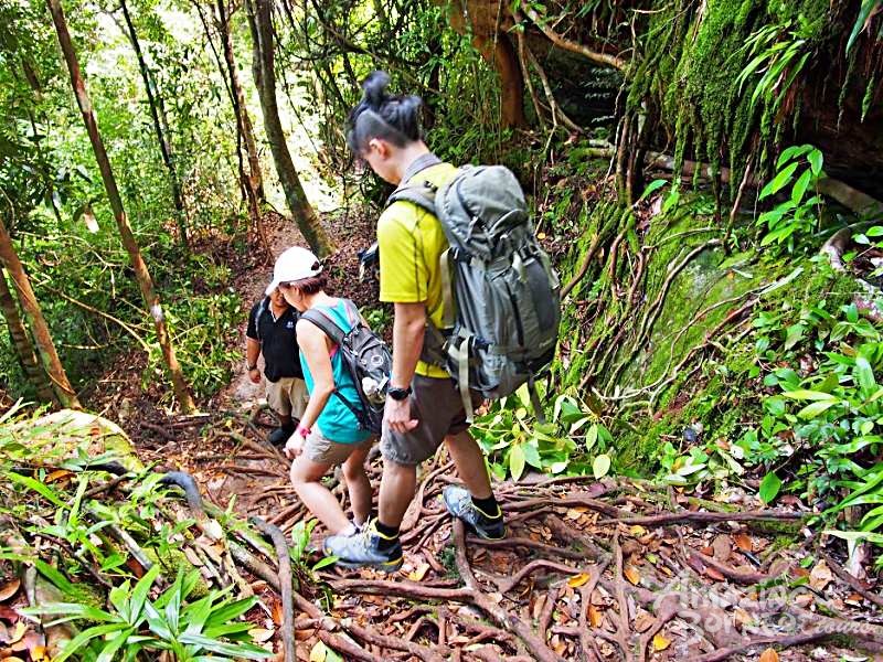 Wildlife of Sarawak- 7 Days  - Amazing Borneo Tours