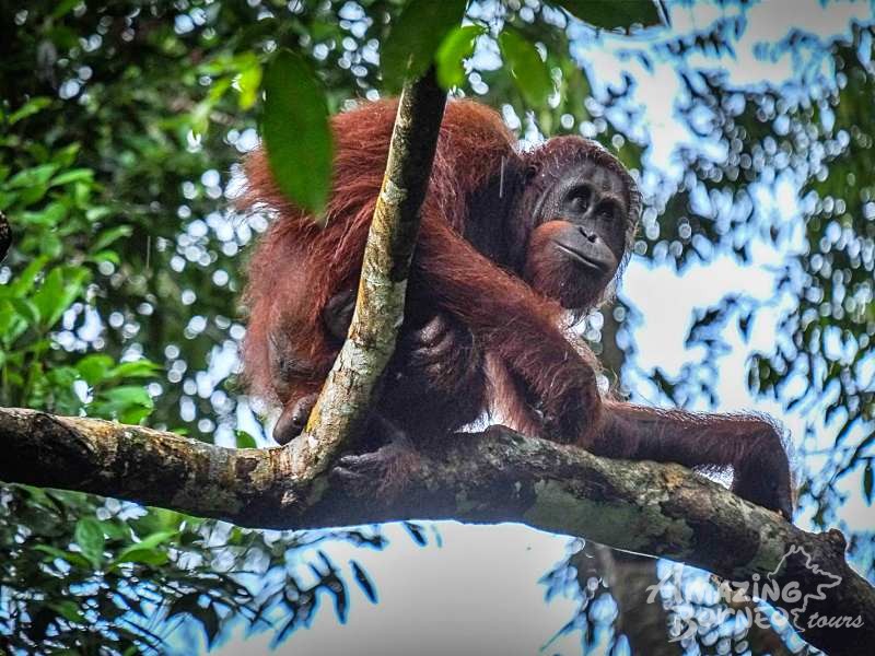 Kuching Day Tour – Semenggoh Orang Utan Centre - Amazing Borneo Tours