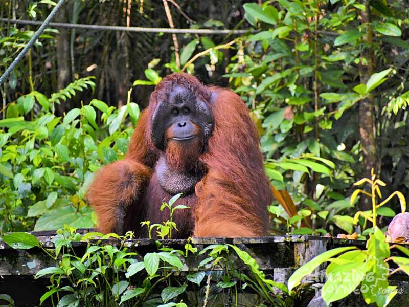 Kuching Day Tour – Semenggoh Orang Utan Centre - Amazing Borneo Tours