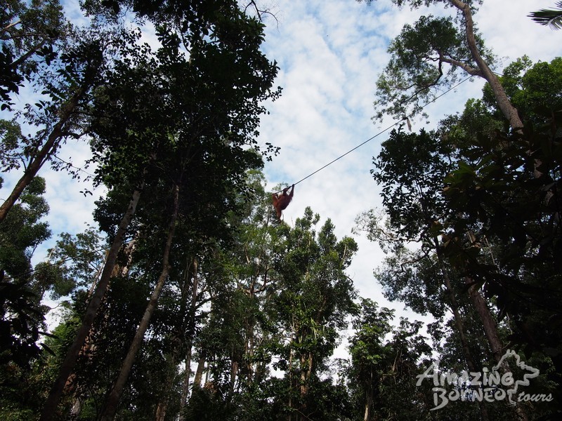 Kuching Day Tour – Semenggoh Orang Utan Centre - Amazing Borneo Tours