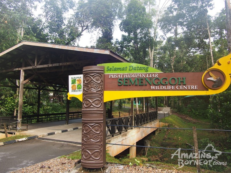 Semenggoh Orang Utan Centre - Amazing Borneo Tours