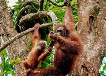Semenggoh Orang Utan Centre