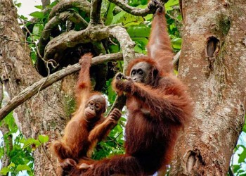 Kuching Day Tour – Semenggoh Orang Utan Centre