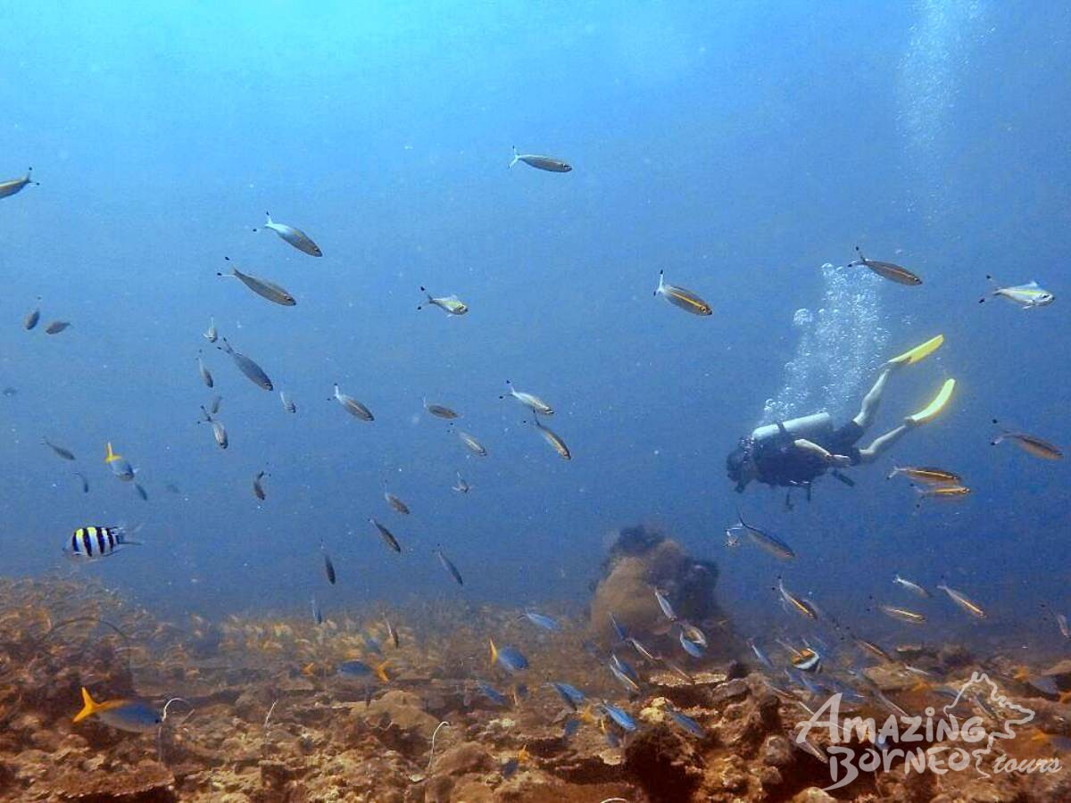 Padi Advanced Open Water Diving Course Amazing Borneo Tours